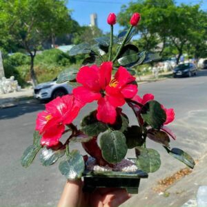 Cây trà my phong thủy tứ quý màu đẹp xuất sắc